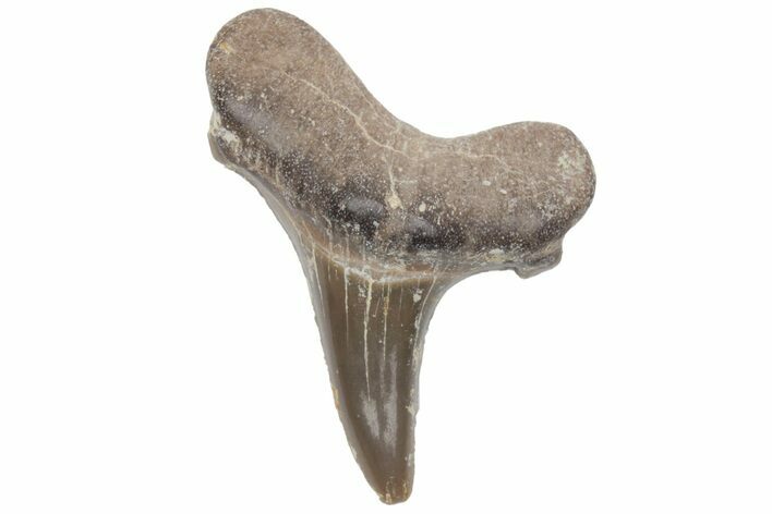 Fossil Ginsu Shark (Cretoxyrhina) Tooth - Kansas #219173